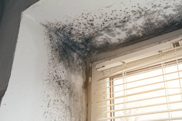 Affordable Basement Mold Removal solutions in South Plainfield, NJ
